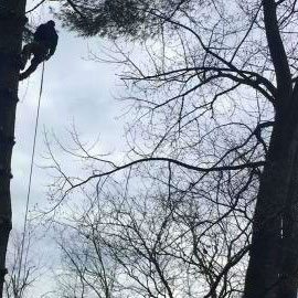 one of Premier Landscape Management's arborists working on a tree