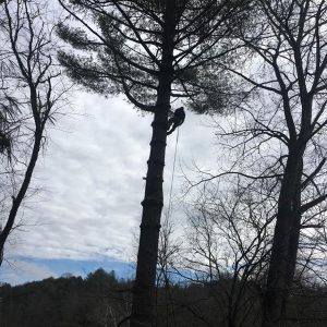 tree service Boone NC