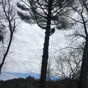 tree service Boone NC