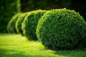 shrubs in the sunlight, planted and landscaped by Premier Landscape