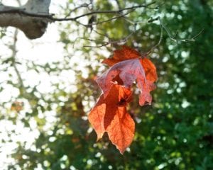 tree leaves boone nc