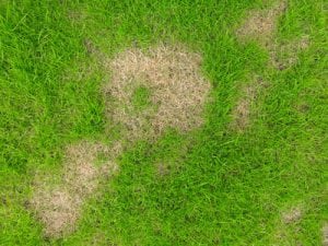 brown spots in a patch of grass in Boone NC