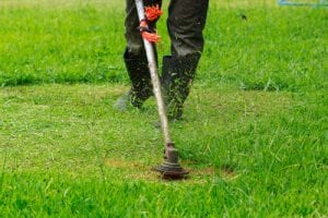 a lawn care professional weed eating