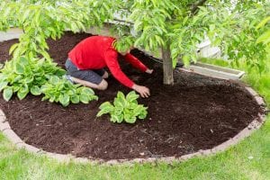 Premier Landscape taking care of a client's lawn and trees