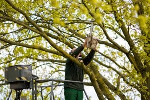 a professional arborist working on a tree in Boone NC