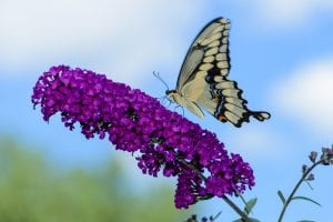 butterfly plants boone north carolina