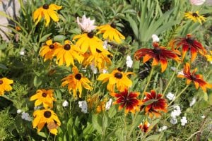 native plants boone nc 