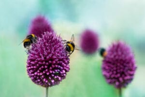 bees pollinating two purple flowers