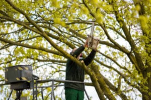 tree trimming 